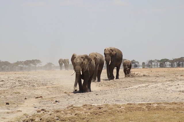 Oplev den ultimative jagtrejse: Safari i afrika