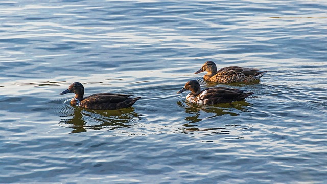 Online eller på papir? Fordele ved digitale krydsord og hvordan du bruger dem